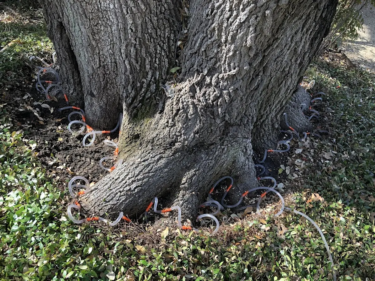 Detailed Tree Cabling and Bracing job site in Wildrose