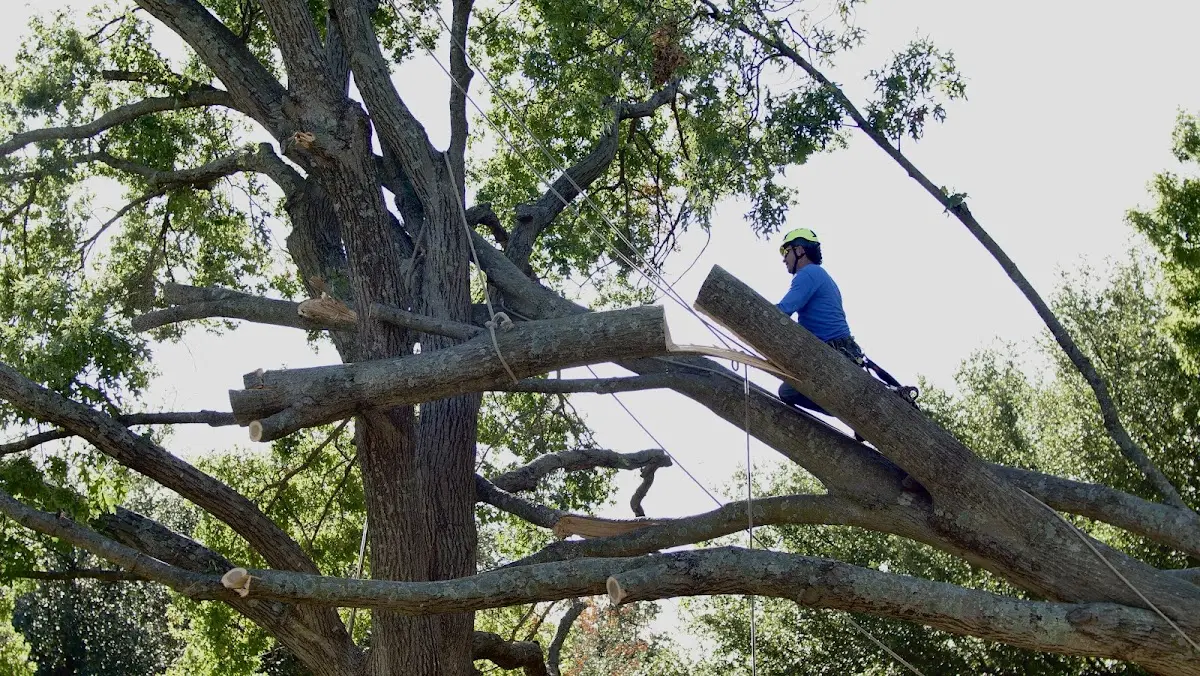Professional Crown Thinning performed by certified arborists in Wildrose