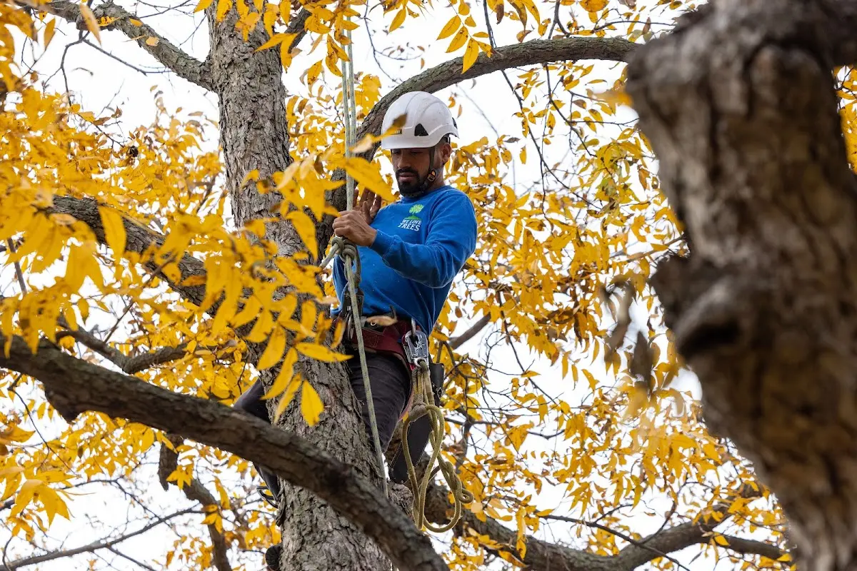 Skilled Storm Damage Cleanup crew working in Wildrose