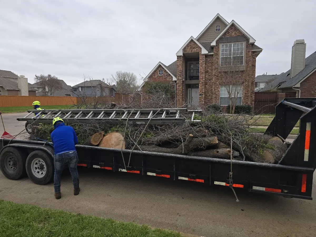 Expert Tree Removal with proper safety equipment in Wildrose
